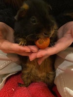 Apored ihr seid bots