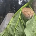 jCQAIhS_3YGdgR5l8esd8w