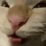 Cat Laugh (Meme)