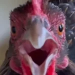 yall take food stamps?