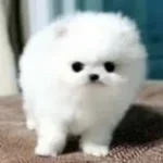 кактус - Sound