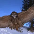 Ein Adler der versucht hat zu fliegen