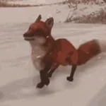 Fox Laughing - (High Quality Sound)