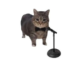 yes please cat