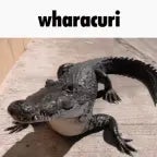 bombardilo crocodilo