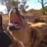 Hyena Whooping 2