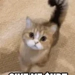 Eman Be So Shawarma With Me