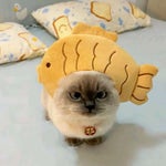 Real ahh jittleyang tang fang back at it