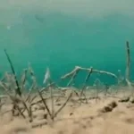 SECRET FISH IT SOUND BASS