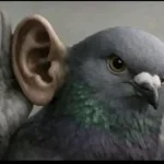 sigeon pex is calling