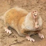 – ASPHALT 8 REMIX) - NFS HEAT