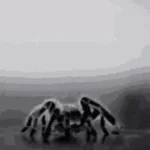Barking Spider
