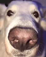 Sicko mode wahhhh sound effect #21 - Sound