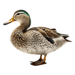 Pokemon Deutsch Titelsong [German and English subtitles]