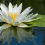 if you don got ice crystals in yo orange water