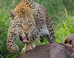Leopard snarls and growls