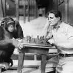 Macaco Inteligente...