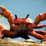 Crab Rave