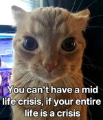 Bizville Meadows Block Tales OST