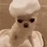 ''ara kemm jien alabib zobbi''/maltese