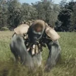 Angry Gorilla