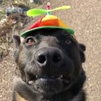 Kochu Bone Hege Gelo Kalo Kukure