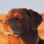 Cooked Dog Meme (copy)