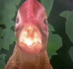 Sawt Safiri Bolboli - Sound