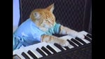 piano cat