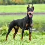 jebał cię pies w audi rs