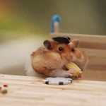 Granka, granka, granka!