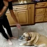 hq-dog-whining-242221