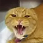 Burger the Cat