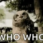 velório da coruja barnabete