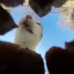 CAT RAP