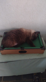 Som de lobo uivando