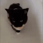 Maxwell The Cat Sped Up