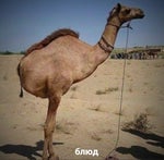 camel by camel intro