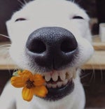 Jail cell door closing Prison metal door sound effects