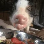 pig-squeal