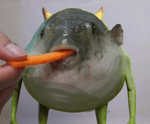 pufferfish eating carrot (tiktok)