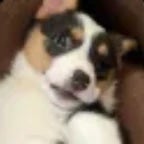 Hacking Go Biggie Boom