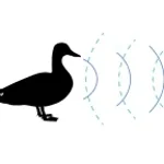 vinny vinesauce echo quack