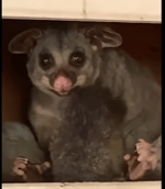 blonda 08or me små tuttar