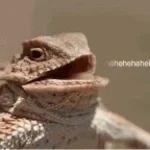 lizard laugh