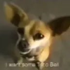 Chihuahua Want Taco Bell