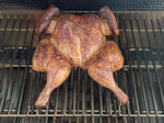 chicken chicken chicken - Sound