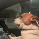 driving in my car!!! funk edition