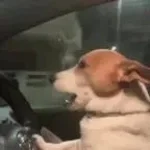 driving in my car!!! funk edition