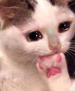 xQc clapping fast by Phoenix